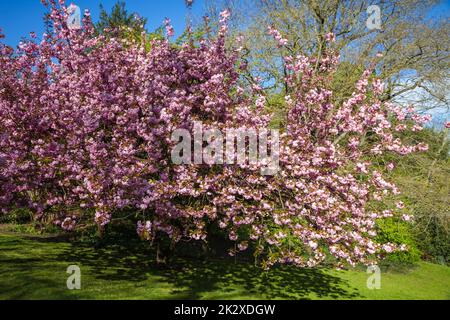 Japanese cherry blossom in spring Stock Photo