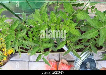 Tomatoes growing in container. Women gardener watering plants. Container vegetables gardening. Vegetable garden on a terrace. Top view Stock Photo