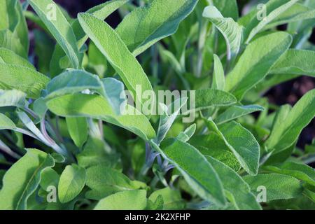 Salvia officinalis or common sage - perennial subshrub, used in medicinal and culinary. Bush of aromatic sage growing outdoors in the garden. Stock Photo