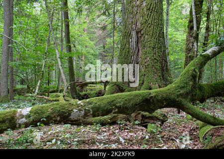 Broken old hornbeam tree and old oak tree Stock Photo