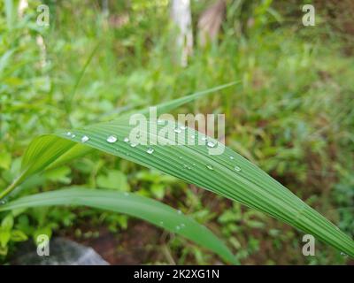 Water droplets on green grass Stock Photo