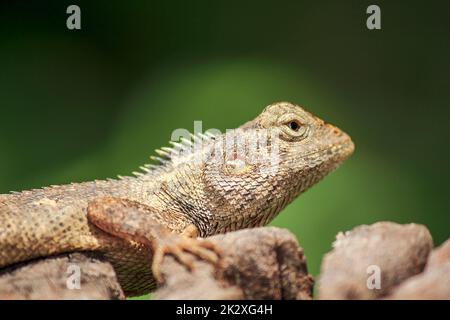 Oriental garden lizard on a dry stump Wait for traps to eat various insects for food. Stock Photo