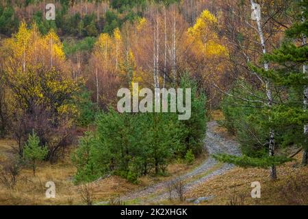 Country road and Birch forest in autumn with yellow leaves, Bulgaria countryside Stock Photo