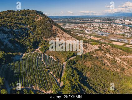 Panoramic aerial photo of the ripening grape fields during the summer season. White grape intended for wine. A few weeks before harvest. Grape fields Stock Photo