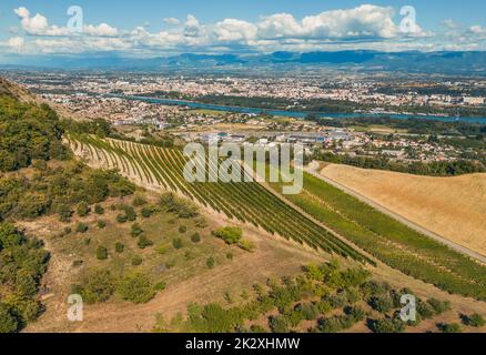 Panoramic aerial photo of the ripening grape fields during the summer season. White grape intended for wine. A few weeks before harvest. Grape fields Stock Photo