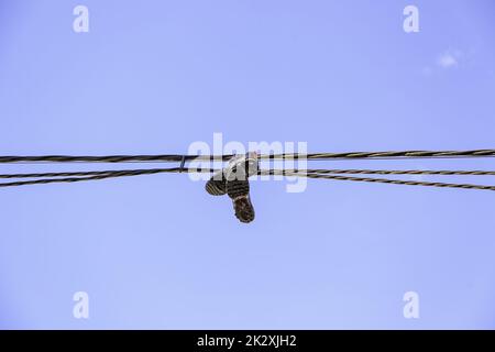 Slippers on electrical wires Stock Photo