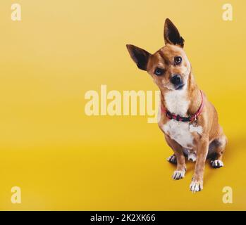 Funny small dog with uncertainty face on yellow background Stock Photo