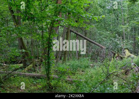 Broken old hornbeam tree and old oak tree in background Stock Photo