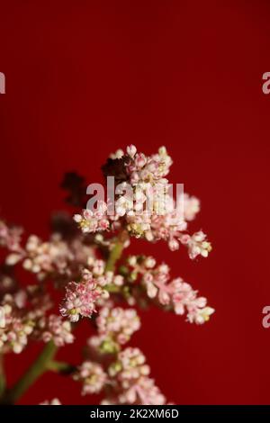White flower blossoming close up botanical background high quality big size prints astilbe japonica family saxifragaceae wall posters Stock Photo