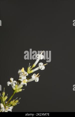 White flower blossom close up botanical modern background ligustrum vulgare family oleaceae big size high quality prints wall posters Stock Photo