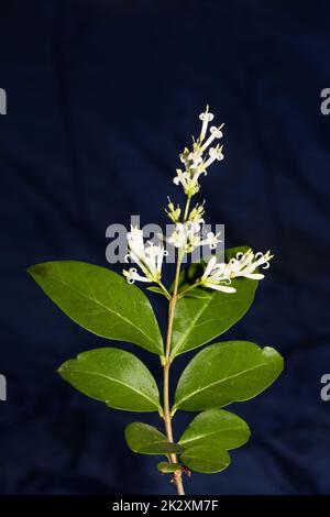 White flower blossom close up botanical modern background ligustrum vulgare family oleaceae big size high quality prints wall posters Stock Photo