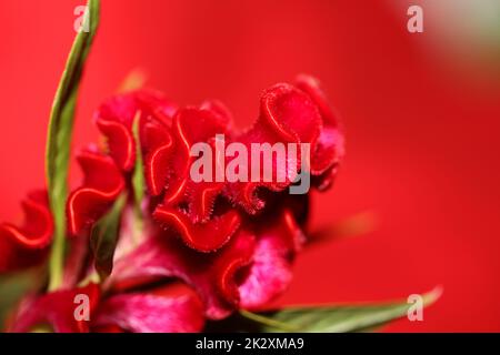 Red flower blossom close up celosia argentea family amaranthaceae botanical background high quality big size print Stock Photo