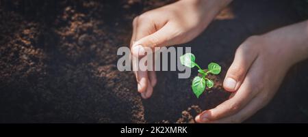 Hands of woman taking care about young seedling Stock Photo