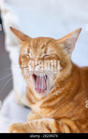 Yawning Egyptian red color striped cat, close up Stock Photo