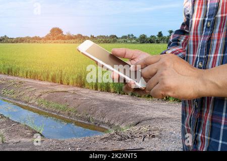 Farmer use digital mobile phone to collect, report and analyze data in rice agriculture farm, Smart farming concept. Stock Photo