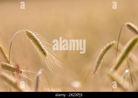 Growing farming field with grain cereal, ripening wheat waiting for summer harvest and agricultural fresh ingredients with organic food farming needs raindrops on fresh field to make bread and cereals Stock Photo