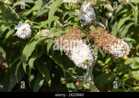 A butterfly, peacock butterfly, sits on a lilac and enjoys the sun.. Stock Photo