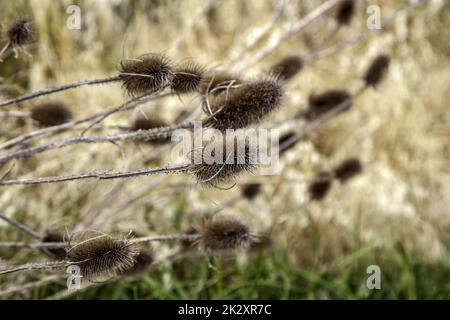 Borriqueros thistles in the field Stock Photo