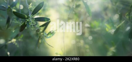 Olive branches in sunlight Stock Photo