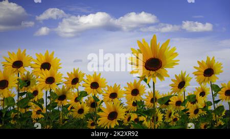 sunflower field in sun light clouds sky big yellow flowers 3D illustration Stock Photo
