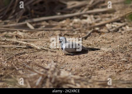 Male Namaqua dove Oena capensis sunbathing on the ground. Stock Photo