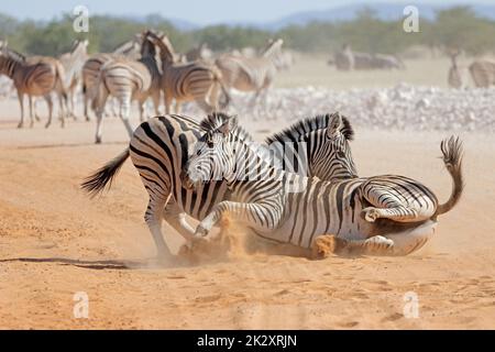 Plains zebra stallions fighting Stock Photo