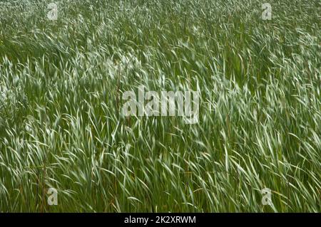 Broadleaf cattails Typha latifolia moved by the wind. Stock Photo