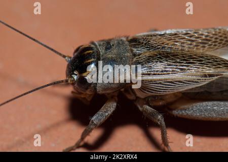 Close-up of a house cricket Acheta domesticus. Stock Photo