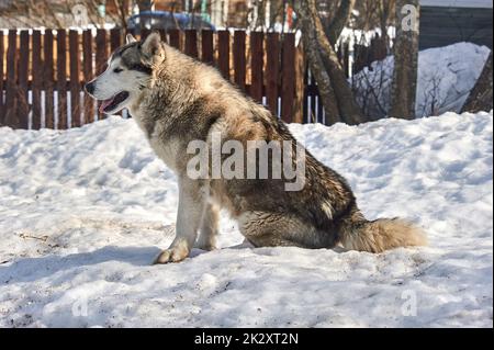 A beautiful husky dog is sitting in the snow Stock Photo