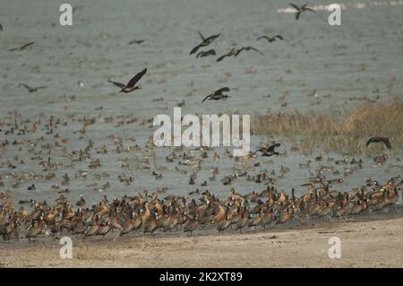 White-faced whistling ducks and fulvous whistling ducks. Stock Photo