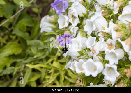 A blue wood bee, Xylocopa violacea, searches for pollen in a bellflower Stock Photo