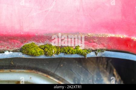 Detail of an old abandoned rusty red car. Moss grows on the wing of the car and the paint peels off. Detail view of green moss lichen. The concept of the problem of humid climate. Stock Photo