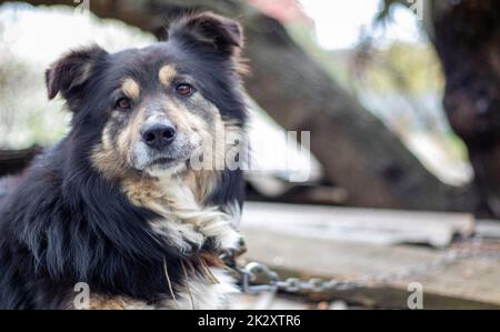 Black large shaggy mestizo dog lies in the yard in summer. Portrait of a purebred dog outdoors in nature. Stock Photo