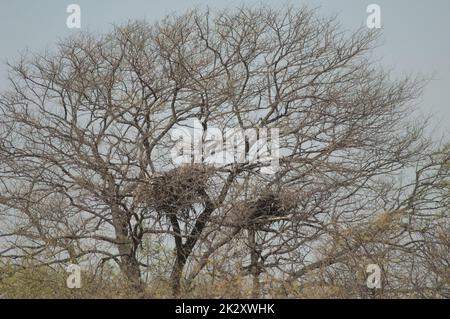 Nests of African fish eagle Haliaeetus vocifer. Stock Photo