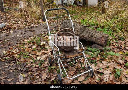 garden cart with basket of walnuts in the garden in early fall Stock Photo