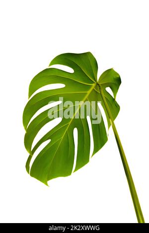 Monstera Deliciosa plant leaf isolated on pure white background. Stock Photo