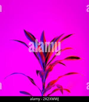 Lemon lime dracaena leaves on dark magenta background Stock Photo