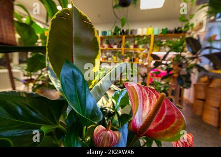 An Image of a Flower Shop with exotic potted plants. Stock Photo