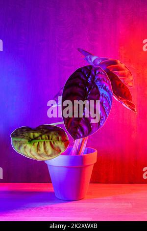 Alocasia Cuprea Red Secret plant in brown ceramic pot Stock Photo - Alamy