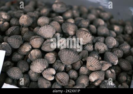 Cockles or scallop fresh raw shellfish, cockle shells for sale in market Stock Photo