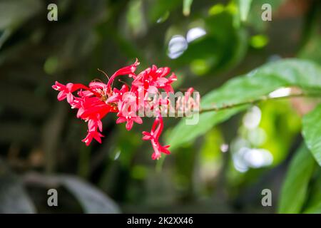 Orchid flower, rare species Stock Photo