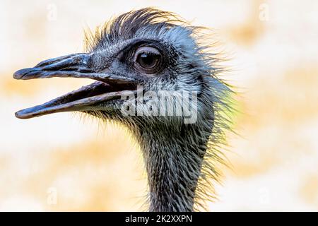 Wild female common ostrich (Struthio camelus) - Kenya Stock Photo