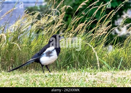 Pica pica known as Eurasian, European or common magpie in British park - Dover, Kent, United Kingdom Stock Photo