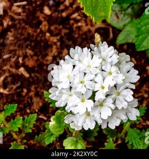 White verbena vera in French park Stock Photo