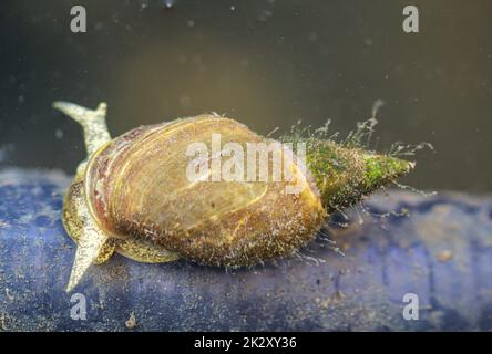 Pointed mud snails - Lymnaea stagnalis in the pond a must. Stock Photo