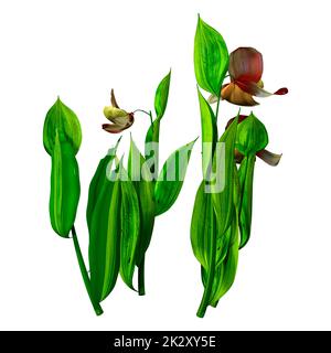 3D Rendering Slipper Orchid Flowers on White Stock Photo