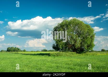 Large tree on green meadow and blue sky Stock Photo