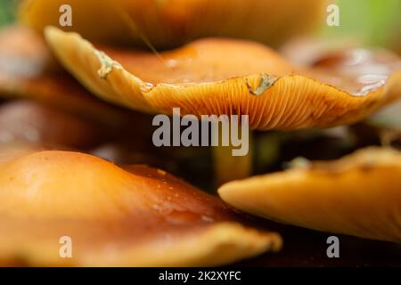 Wild forest orange mushrooms with large caps Stock Photo