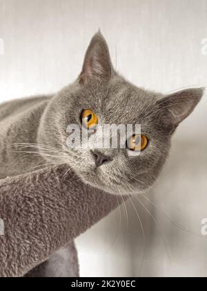 British Shorthair cat lying on table Stock Photo