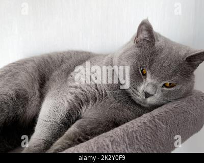 The British Shorthair Young Cute Cat Sleeping Stock Photo